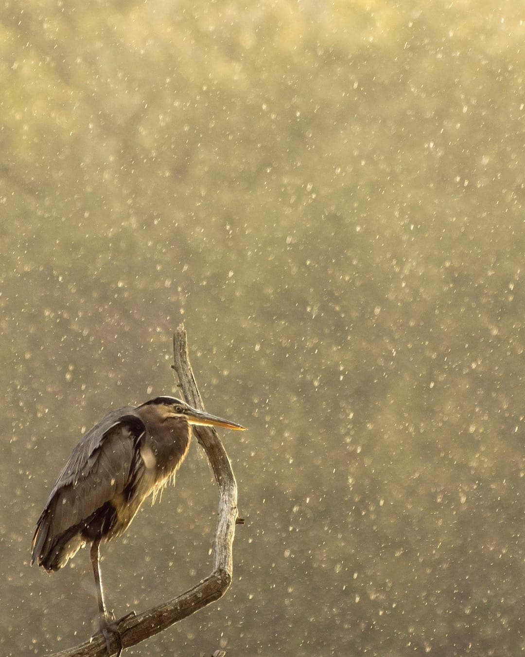 A heron on a bare branch in falling rain
