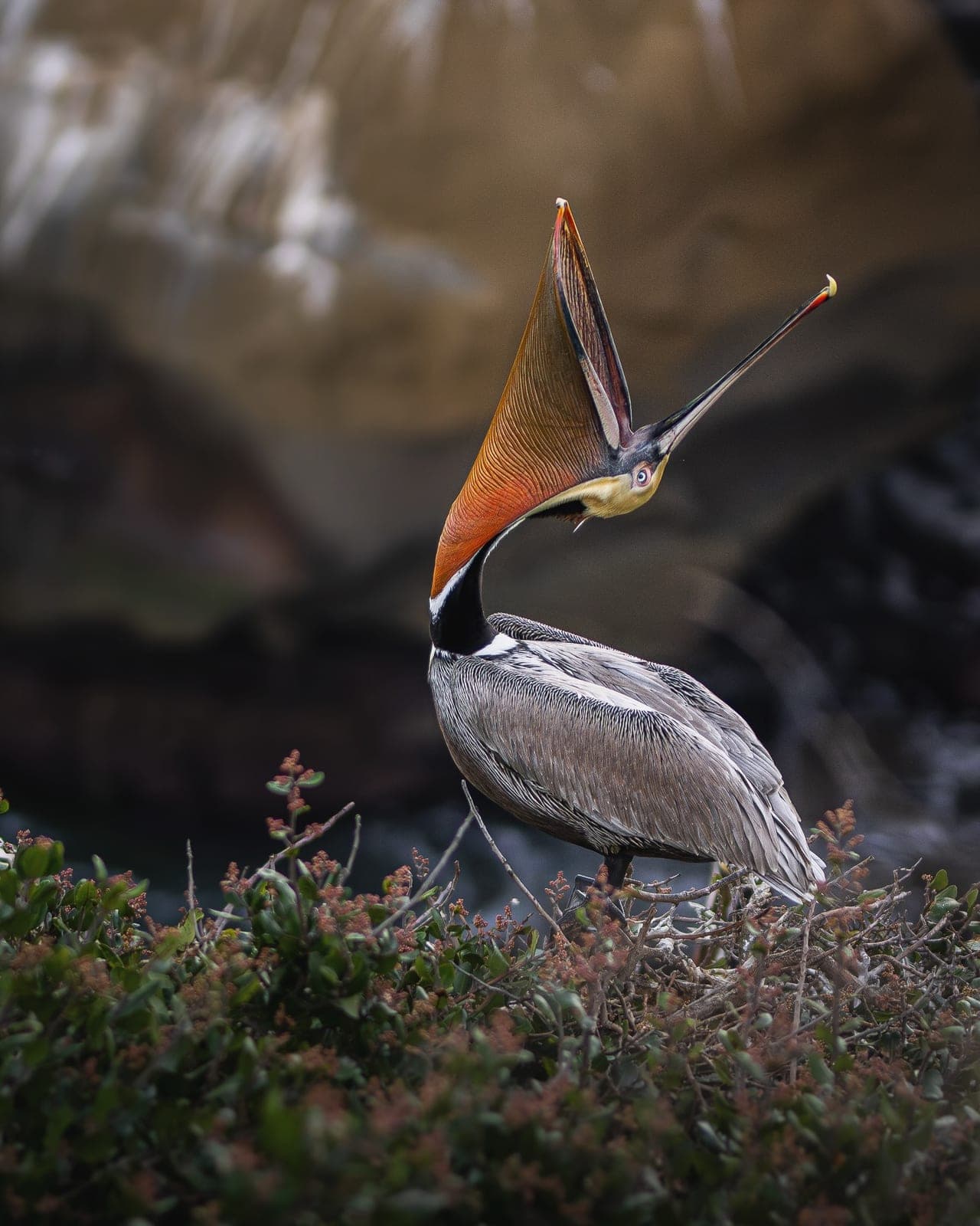 A pelican with its bill open on a coastal bank