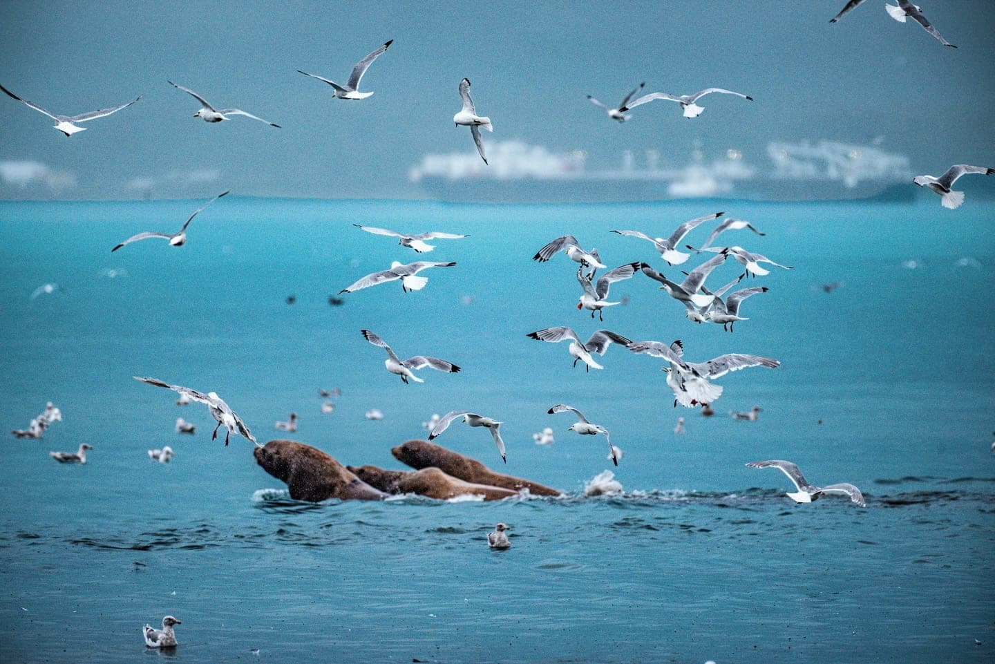 Gulls scattering above sea lions in the surf