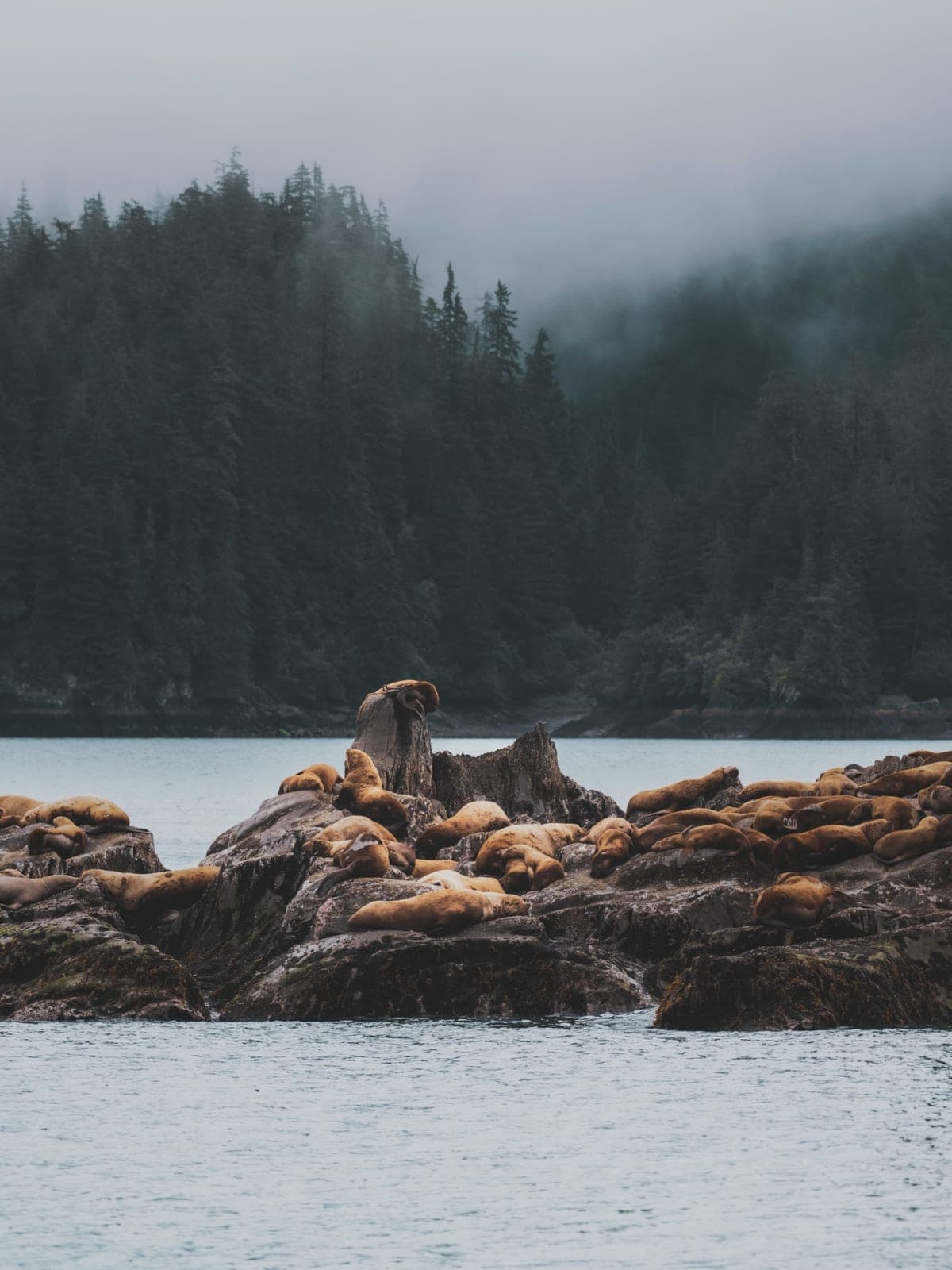 Sea lions hauled out on a rock below a misty forest