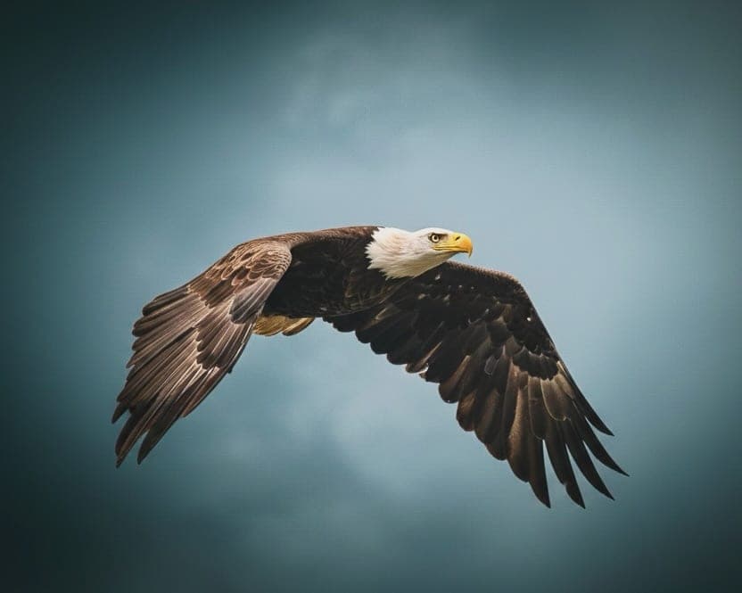 A bald eagle in flight against pale cloud